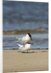 View of Royal Tern on sandy beach by Anonymous