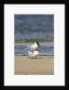 View of Royal Tern on sandy beach by Anonymous