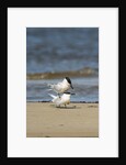 View of Royal Tern on sandy beach by Anonymous