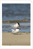 View of Royal Tern on sandy beach by Anonymous