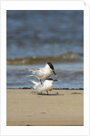 View of Royal Tern on sandy beach by Anonymous