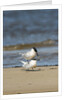 View of Royal Tern on sandy beach by Anonymous