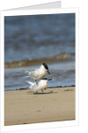 View of Royal Tern on sandy beach by Anonymous
