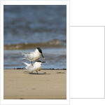 View of Royal Tern on sandy beach by Anonymous