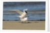 View of Royal Tern on sandy beach by Anonymous