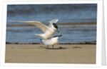 View of Royal Tern on sandy beach by Anonymous