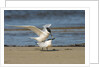 View of Royal Tern on sandy beach by Anonymous