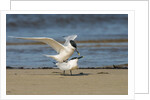View of Royal Tern on sandy beach by Anonymous