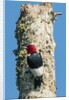 View of Red-headed Woodpecker by Anonymous