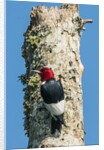 View of Red-headed Woodpecker by Anonymous