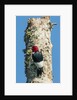 View of Red-headed Woodpecker by Anonymous