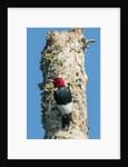 View of Red-headed Woodpecker by Anonymous