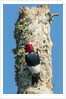 View of Red-headed Woodpecker by Anonymous