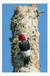 View of Red-headed Woodpecker by Anonymous