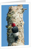 View of Red-headed Woodpecker by Anonymous