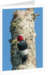 View of Red-headed Woodpecker by Anonymous