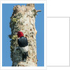 View of Red-headed Woodpecker by Anonymous