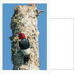 View of Red-headed Woodpecker by Anonymous