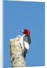 View of Red-headed Woodpecker by Anonymous
