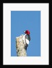 View of Red-headed Woodpecker by Anonymous