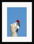 View of Red-headed Woodpecker by Anonymous