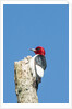 View of Red-headed Woodpecker by Anonymous