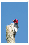View of Red-headed Woodpecker by Anonymous