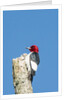 View of Red-headed Woodpecker by Anonymous