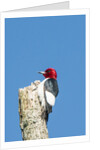 View of Red-headed Woodpecker by Anonymous