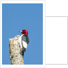 View of Red-headed Woodpecker by Anonymous