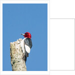 View of Red-headed Woodpecker by Anonymous