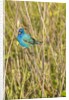View of Indigo Bunting perching on twig by Anonymous