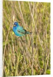 View of Indigo Bunting perching on twig by Anonymous