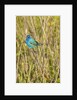View of Indigo Bunting perching on twig by Anonymous