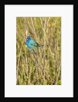 View of Indigo Bunting perching on twig by Anonymous