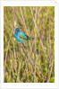 View of Indigo Bunting perching on twig by Anonymous