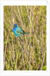 View of Indigo Bunting perching on twig by Anonymous