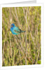 View of Indigo Bunting perching on twig by Anonymous