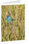 View of Indigo Bunting perching on twig by Anonymous