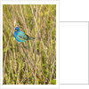 View of Indigo Bunting perching on twig by Anonymous