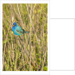 View of Indigo Bunting perching on twig by Anonymous