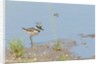 Side view of Killdeer wading in water by Anonymous