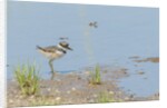 Side view of Killdeer wading in water by Anonymous