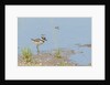 Side view of Killdeer wading in water by Anonymous
