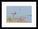 Side view of Killdeer wading in water by Anonymous
