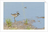 Side view of Killdeer wading in water by Anonymous