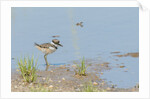 Side view of Killdeer wading in water by Anonymous