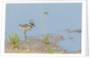 Side view of Killdeer wading in water by Anonymous