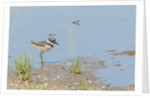 Side view of Killdeer wading in water by Anonymous