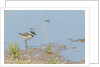 Side view of Killdeer wading in water by Anonymous
